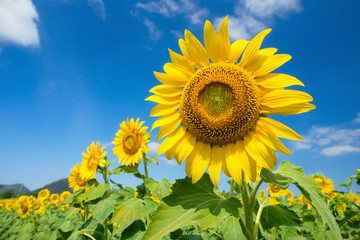 blooming sunflower in the garden
