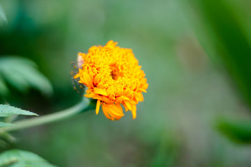Spider marigold