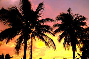 Coconut Palm Tropical Orange Sunset