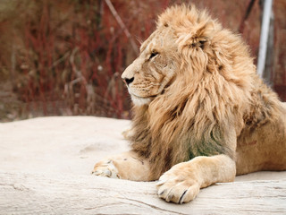 big brown male lion sit on floor with soft focus forest background
