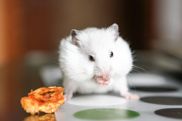 Cute funny white hamster eating an Apple