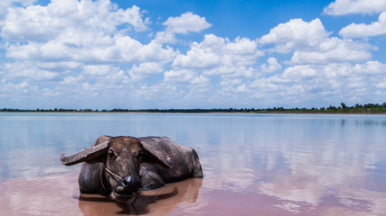 Fototapeta premium Buffalo cute animal