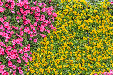 Flowers plant wall