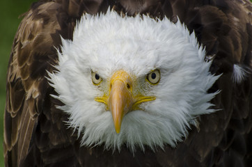 Bald Eagle Close-up