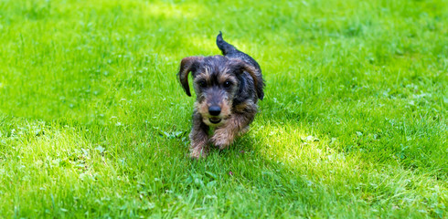 kleiner Zwergrauhaardackel beim Toben