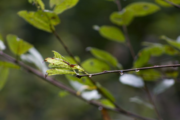 autumn tree branch after the rain