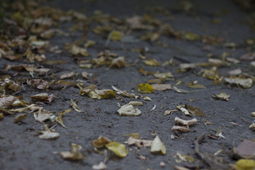 Fell from the trees and lie on the sidewalk for pedestrians yellowed leaves in autumn