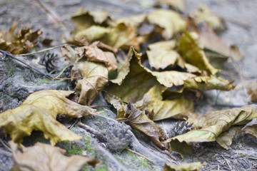 The fallen from the trees and lying on the sidewalk for pedestrians yellowed foliage of maple, autumn season, defocus