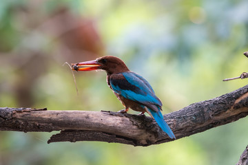 white throated kingfisher