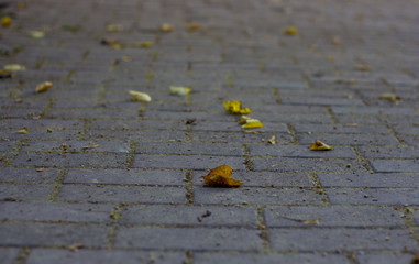 The fallen from the trees and lying on the sidewalk for pedestrians yellowed foliage of maple, autumn season, defocus