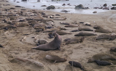Fototapeta premium Elephant Seals of San Simeon