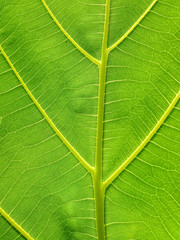 close up green leaf texture with sunlight background