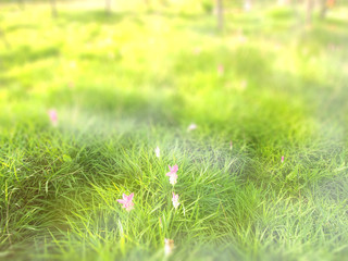 abstract blur : spring grass and pink flower with green nature blur background
