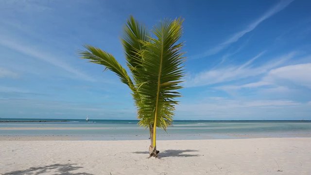 tropical beach with young palm tree. swaying leaves on a wind