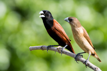 Chestnut Munia