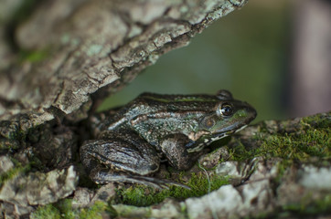 Green frog on the tree. Bark with moss. Brown amphibian
