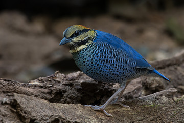 Blue Pitta