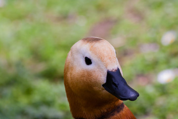 Goose 2