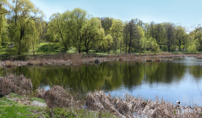 A group of trees on the shore of the lake. Reflection of trees in the lake on a sunny spring day