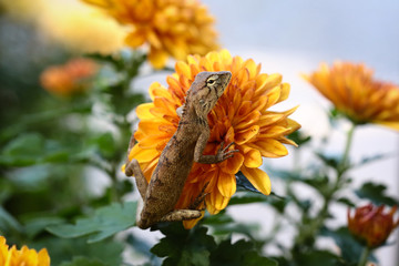 The lizard is clutching on a yellow flower.
