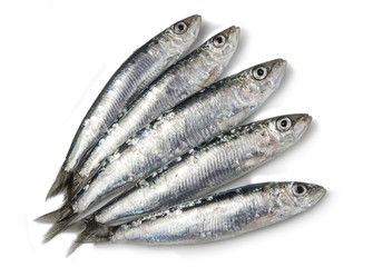Sardinas frescas,pilchardus