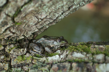 Green frog on the tree. Bark with moss. Brown amphibian