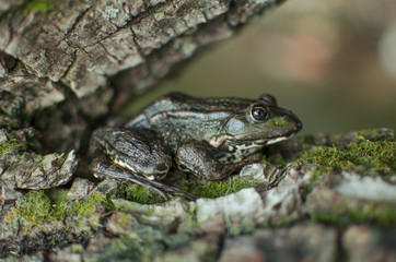 Green frog on the tree. Bark with moss. Brown amphibian