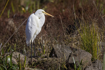 Eastern Great Egret (Ardea modesta)