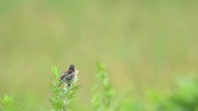 ノビタキ雌(common stonechat)