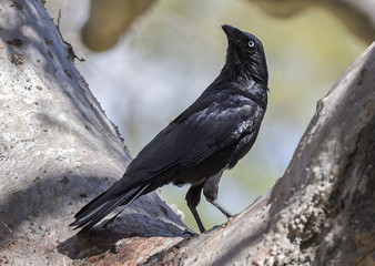 Fototapeta premium Little Raven (Corvus mellori)