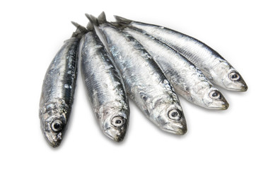 Sardinas crudas,pilchardus