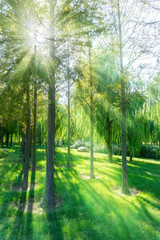 Obraz na płótnie Canvas Park green trees
