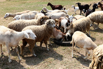 Flocks of goats and sheep are eating food on the farm.