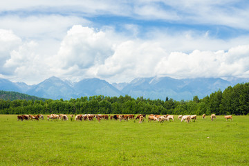 Fototapeta na wymiar Сows on pasture 