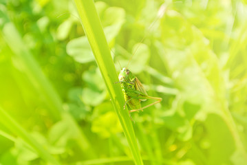 Big green grasshopper sitting on a blade of grass in beautiful sunlight macro close-up background with blurred green soft focus artistic leaf texture.