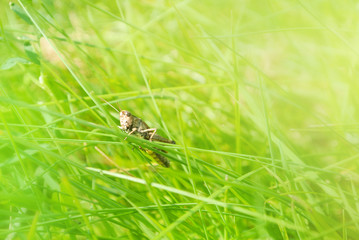 Little brown grasshopper sitting on a blade of grass in beautiful sunlight macro close-up background with blurred green soft focus artistic leaf texture. Copy space.