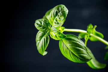 Beautiful fresh green Basil on dark wooden background