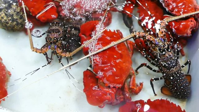 live lobster and crab in a stall at seafood market in Thailand. Hand held camera.
