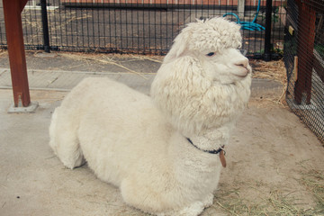 アルパカ