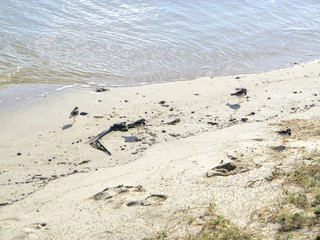 Footprints on sandy beach near Cairns
