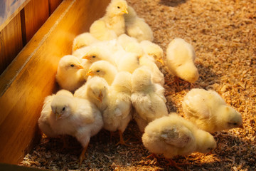 ひよこ © sky studio