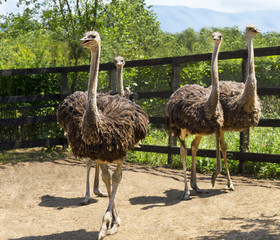 Four ostrich in a fenced area on the farm.