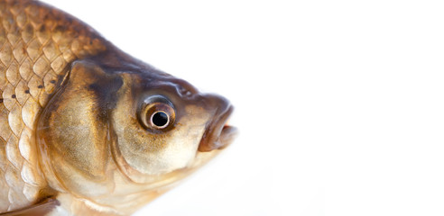 Carassius fish head, scales skin texture photo. Macro view Crucian carp scaly pattern. Selective...