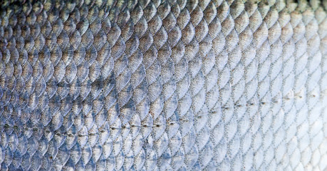 Bream fish scales textured skin pattern macro view. Selective focus, shallow depth field © besjunior