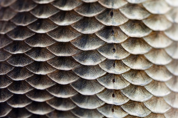 Fish scales skin texture macro view. Geometric pattern photo Crucian carp Carassius scaly with...
