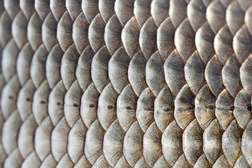 Fish scales skin textured pattern photo. Macro view Crucian carp Carassius scaly with Lateral line. Selective focus, shallow depth field. © besjunior