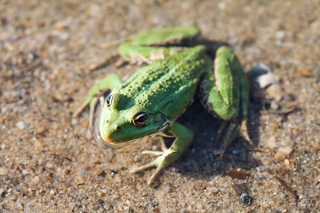 Fototapeta premium Green marsh frog river coast background, camouflage dots amphibian Pelophylax ridibundus. Up view, selective focus, river plants background