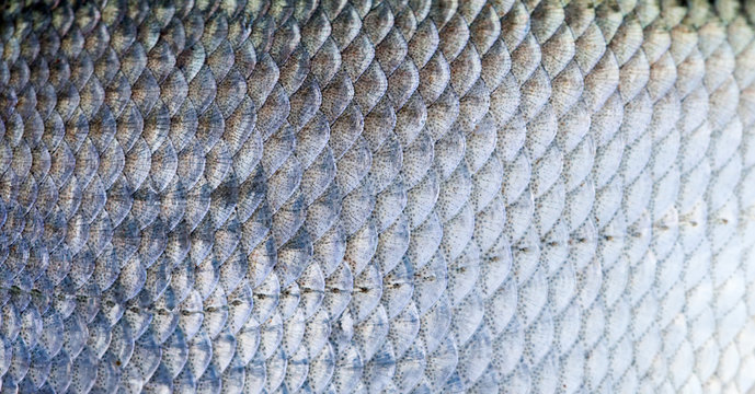 Bream fish scales textured skin pattern macro view. Selective focus, shallow depth field
