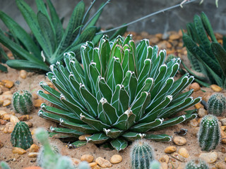 Beauty forming cactus in the garden.