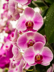 Naklejka na ściany i meble Closeup of beautiful blooming orchid flower.